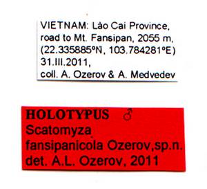 fansipanicola_ozerov_(scatomyza), Lào Cai Province (Вьетнам)