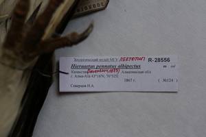 h_p_albipectus_lec6, г. Алма-Ата, Алматинская область (Казахстан)