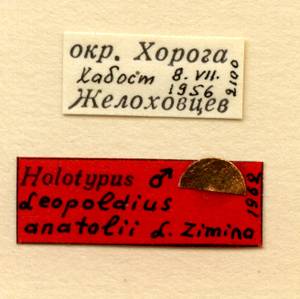 anatolii_zimina_(leopoldius), Амурская область (Россия)