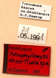 deserticola_ozerov_(xenophyllomyza), (Туркмения)
