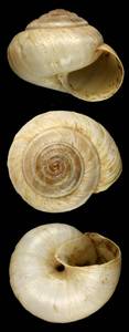 helix_rubens_v_caryodes_syntype, Улаганский район, Республика Алтай (Россия)