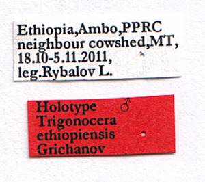 ethiopiensis_grichanov_(trigonocera), Агэрэ-Хыйуот (Амбо) (Эфиопия)