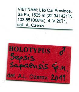 sapaensis_ozerov_(sepsis), Lào Cai Province (Вьетнам)