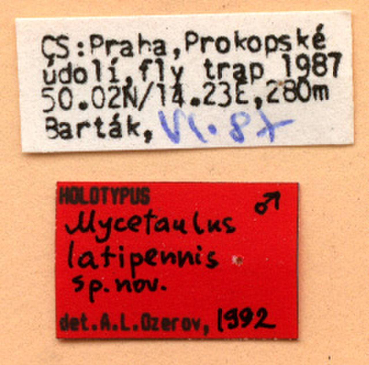 latipennis_ozerov_bartak_(mycetaulus), (Чехия)
