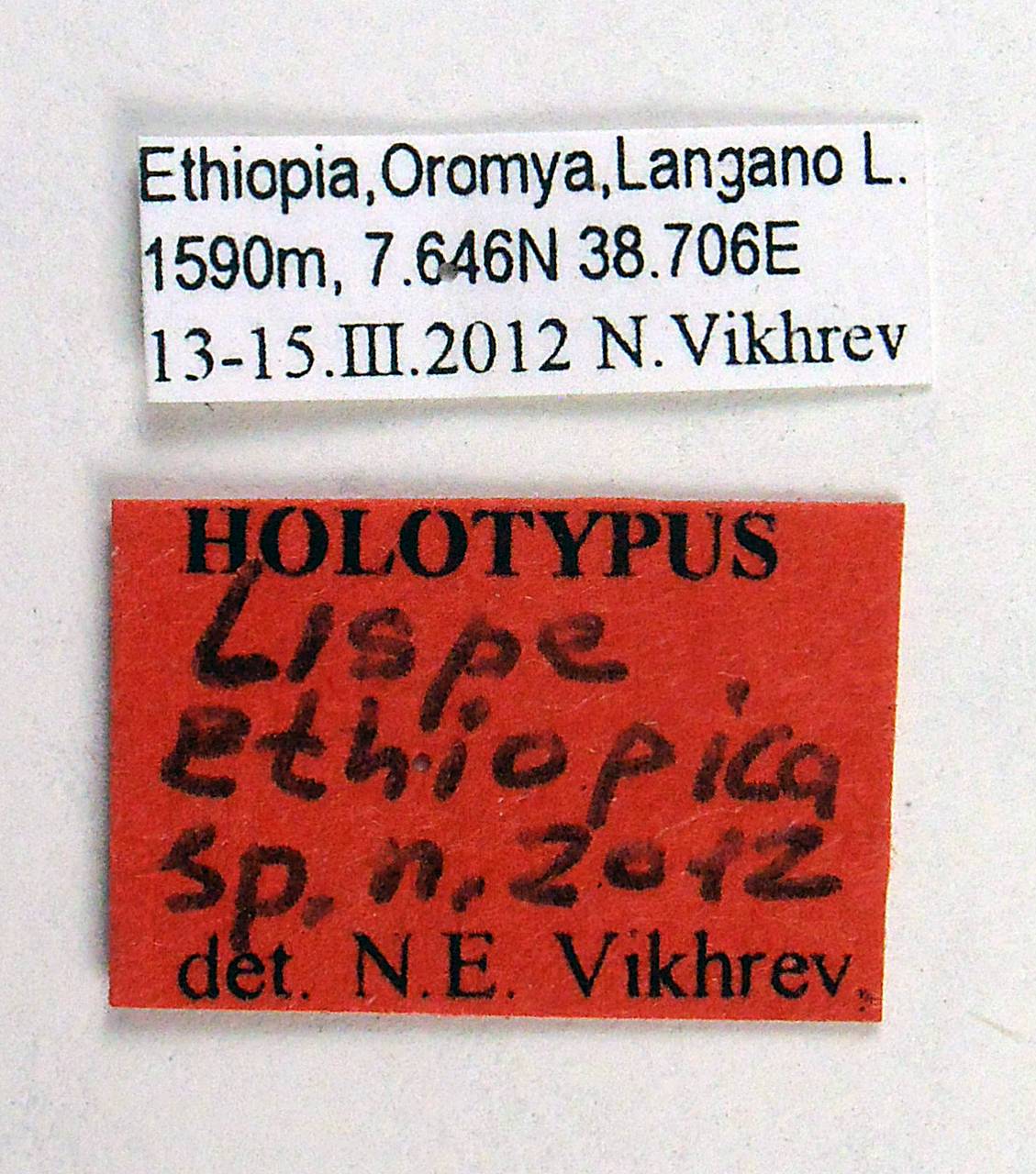 ethiopica_vikhrev_(lispe), Оромия (Эфиопия)