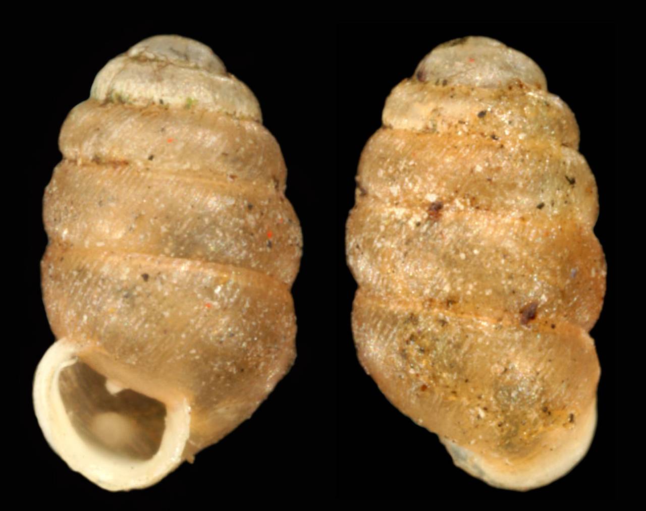 pupilla_gallae_holotype, Заилийский Алатау, Алматинская область (Казахстан)