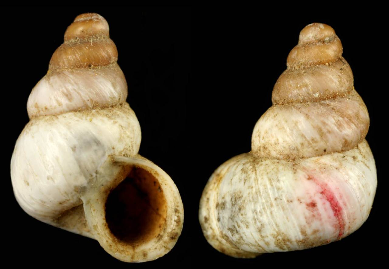 turanena_margaritae_holotype, (Киргизия)