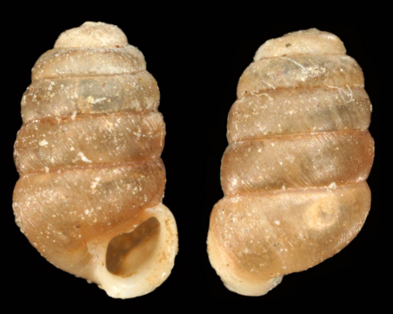 pupilla_inequidenta_holotype, (Киргизия)