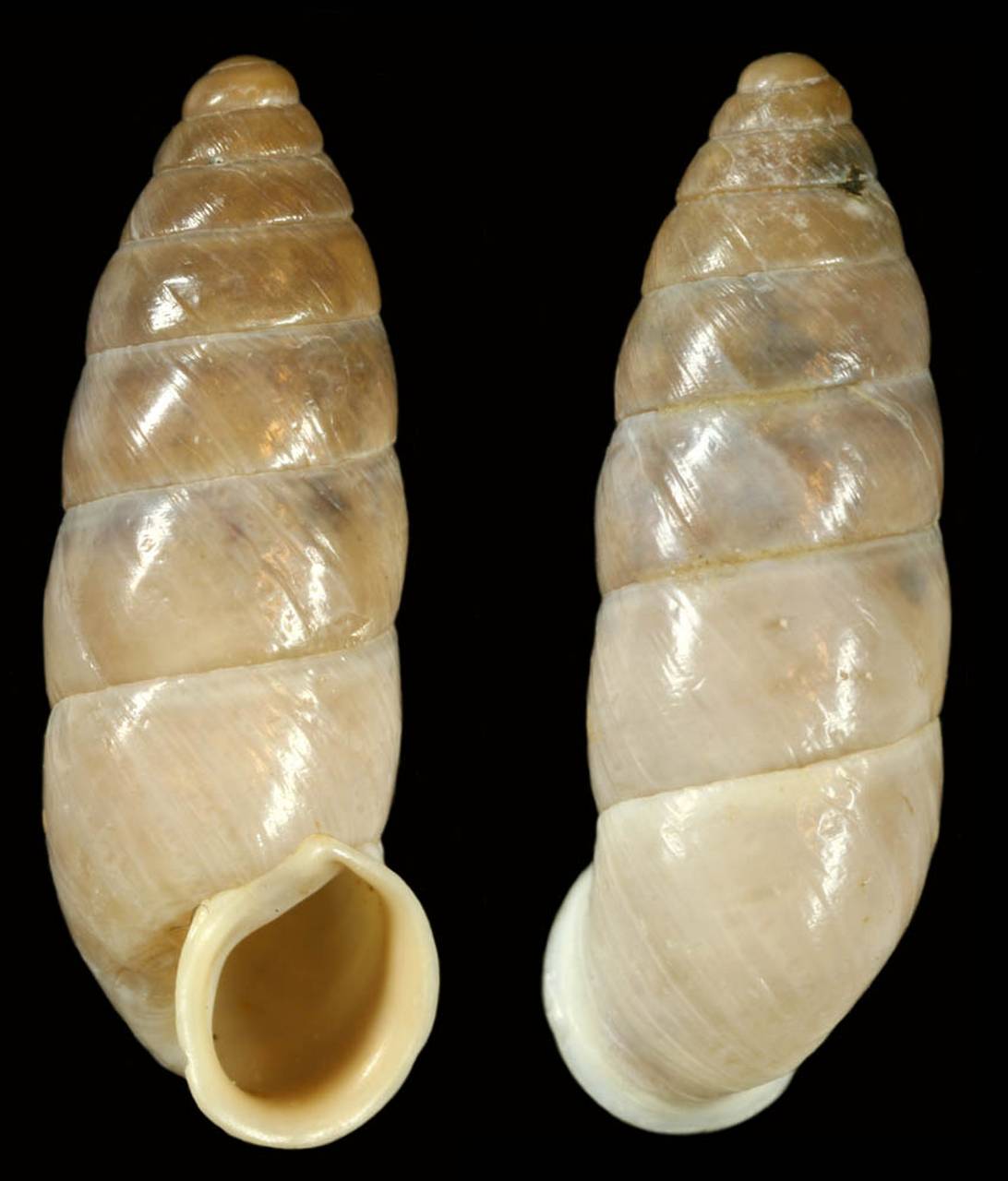 pseudonapaeus_stabilis_chatkalicus_holotype, (Узбекистан)