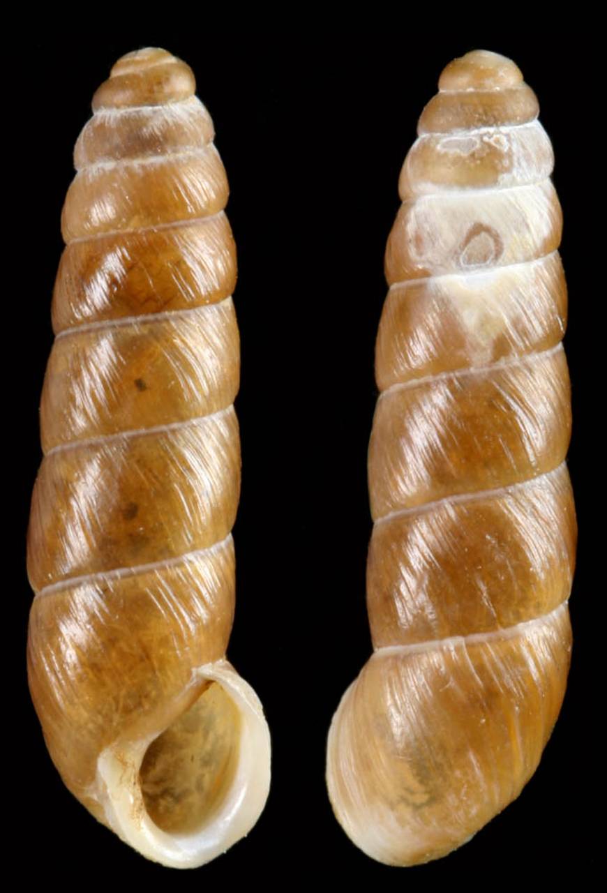 pseudonapaeus_bacillus_holotype, Каскеленский р-н, Алматинская область (Казахстан)