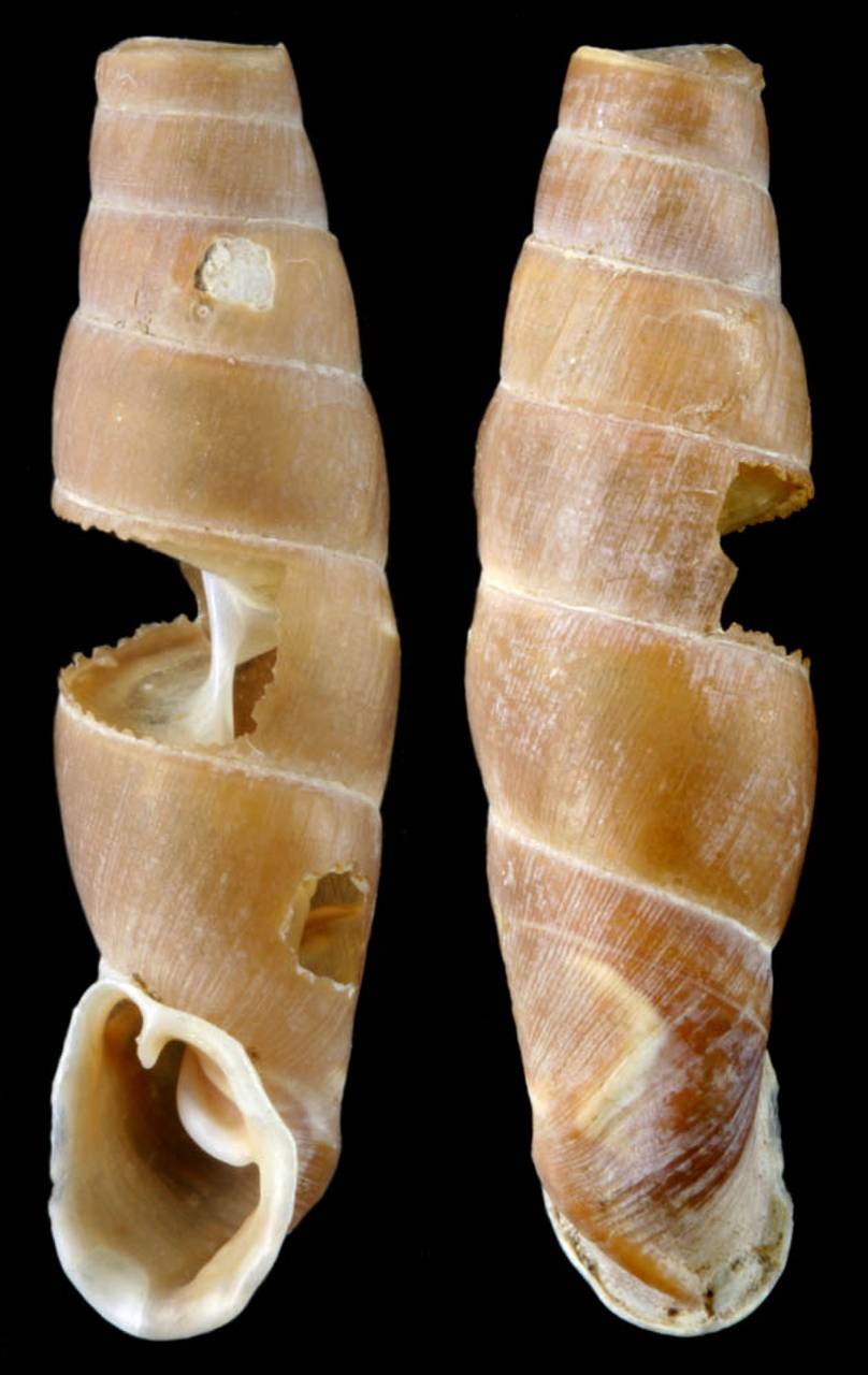 acrotoma_tunievi_holotype, Краснодарский край (Россия)